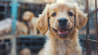 Close up of a cheerful puppy in a dog breeders shop. its lovely face with shiny fur and nose