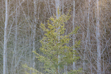 Wall Mural - wild forest trees and branches chaos in summer green day