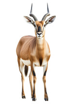 Antelope  Tragelaphus Oryx Isolated On Transparent Background.