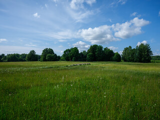 Wall Mural - countryside fields in summer with blue sky over green fields