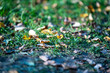 green fresh summer foliage with blur background