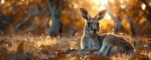 A Kangaroo Resting Under The Shade Of A Eucalyptus Tree.