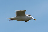 Fototapeta Sawanna - Goéland argenté,.Larus argentatus, European Herring Gull