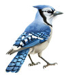 blue jay isolated on transparent background, blue bird