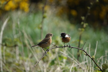 Wall Mural - pair of European stonechats (Saxicola torquata)