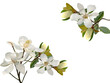 White magnolia isolated on white background.