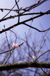 Background of single fading peach flower in blue sky and woody branches