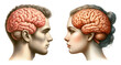 Man and woman head with brain vintage illustration isolated on transparent background. AI generative