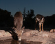 A mule deer doe and her yearling fawn get a drink at an ephemeral pool on a sandstone ridge, while the sky behind them is just beginning to show the predawn light.