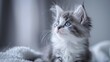 10 week old Siberian kitten with blue and white coat