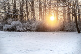 Fototapeta Fototapety na ścianę - zima w lesie ze słońcem i piękną pogodą