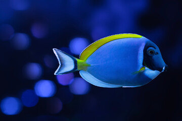 Wall Mural - One of the most interesting fish underwater. Powder Blue Tang. Acanthurus leucosternon. Nature background.