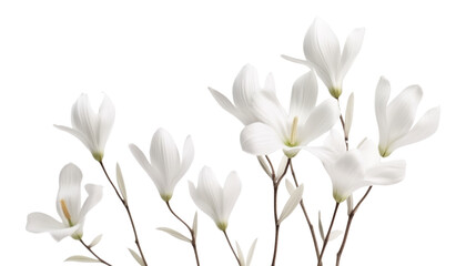 Wall Mural - white crocus flowers isolated on transparent background cutout