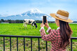 Tourist taking a photo to cows eating lush grass on the green field in front of Fuji mountain, Japan.