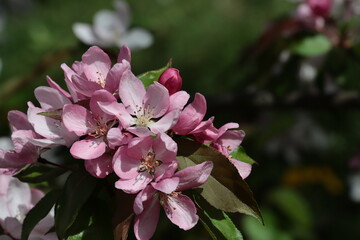 Wall Mural - malus Purpurea tree at spring