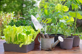 Fototapeta  - gardening tools with lettuce ready to plant  and vegetable seedlings on a table in garden  at springtime