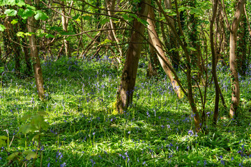 Dog walking around Penrhos Nature Reserve, Anglesey