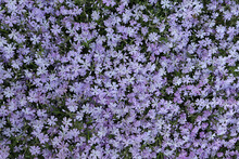 Exuberant Flowering Of Phlox Awl-shaped. Lilac Phlox Subulate. Wallpaper. Phlox Subulate