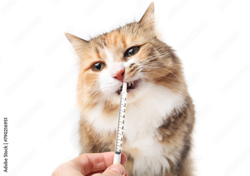 Cat Owner Medication Administration And Veterinary Care preview