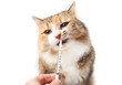 Cat with liquid medication in syringe. Pet owner administering liquid prescription to cat. Front view of kitty cat smelling and sniffing syringe content. Oral medication for pets. Selective focus.