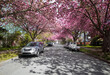 Neighborhood street with cherry trees in full bloom. Residential area with many large cherry trees with pink flowers. City spring background scene. Selective focus. East Vancouver, BC, Canada
