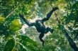 A chimpanzee is jumping through the trees in a jungle