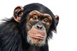 Close-up portrait of a chimpanzee on a white background.