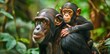 Mother Chimpanzee Tenderly Carrying Baby on Her Back in Heartwarming Bond