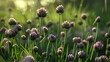 Black cones are on the chives growing in the field
