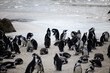 Water, sand and group of penguins at beach for tourism with nature, ecology and marine wildlife. Environment, rock and African penguin by sea with crowd for travel and natural habitat in South Africa