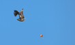 Juvenile bald eagle loses its grip on a goldfish as it flies.