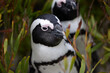 Penguins, nature or closeup in outdoor for tourist, wildlife and landscape in environment or ecology. Bird, biology and wilderness for ecosystem, seaside and habitat for coastal scene or animal