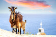 Ziegen, Insel Kreta, Griechenland 