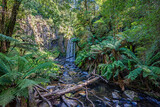 Fototapeta  - Waterfall in Maits Rest, Great Otway National Park, Australia