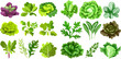 Salad leaves. Green fresh farm food, lettuce, cabbage, arugula, cress and kale