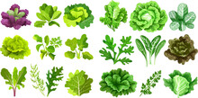 Salad Leaves. Green Fresh Farm Food, Lettuce, Cabbage, Arugula, Cress And Kale