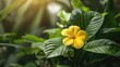 © 2rogan - Green plant with yellow decorative flower