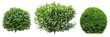 set of types of boxwood shrubs, neatly trimmed, isolated on transparent backgroun