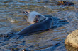Northern Elephant Seals (Mirounga angustirostris) in the water near the beach, north of Cambria, California.  
