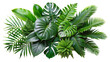 green leaves of tropical plants bush Monstera, palm, rubber plant, pine, bird's nest fern.