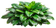 green leaves of tropical plants bush Monstera, palm, rubber plant, pine, bird's nest fern.