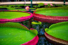 Large Colorful Lotus Leaves In The Pond