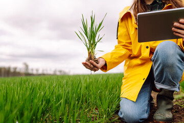 Wall Mural - Woman farmer in a wheat field examines wheat sprouts. Concept of agriculture, gardening.