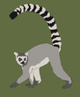 Lemur Ring-Tailed Lemurs Side View