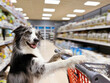 Portrait border collie dog with a shopping cart or trolley on grocery, super maket or pet store
