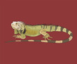 Iguana Lizard Reptile Side View