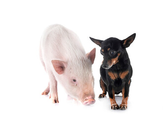 Wall Mural - miniature pinscher and pig in studio