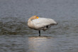 Whooper swan also known as the common swan - Cygnus cygnus standing on one leg with water in background. Photo from Milicz Ponds in Poland.