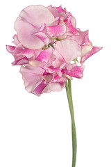 Wall Mural - sweetpea flower