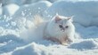 White Napoleon cat playing and patrolling outside in the snow